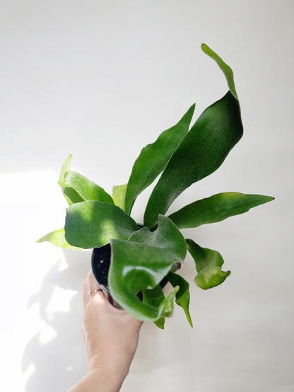 Staghorn Fern Platycerium Bifurcatum 4.5” Pot