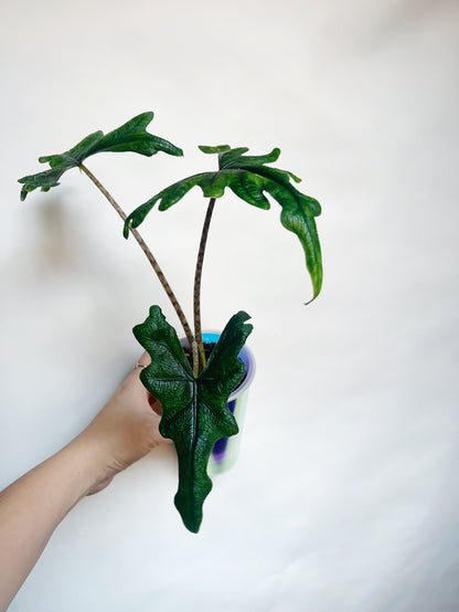 Alocasia Tandurusa Jacklyn Rare Live Plant