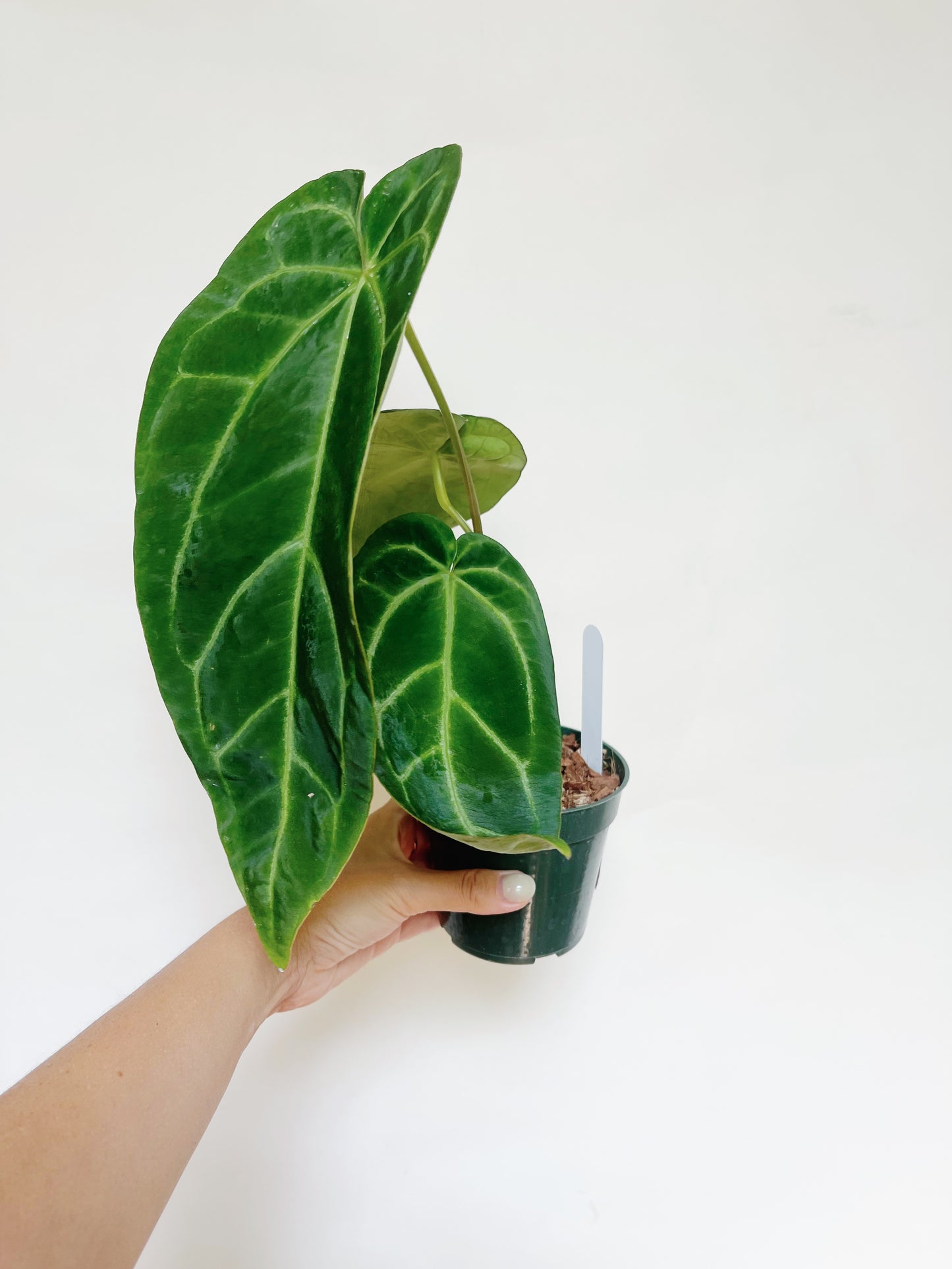 Anthurium AOS x Magnificum Silver 4” Pot