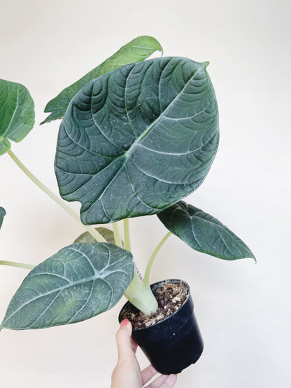 Alocasia Maharani 4.5" Pot