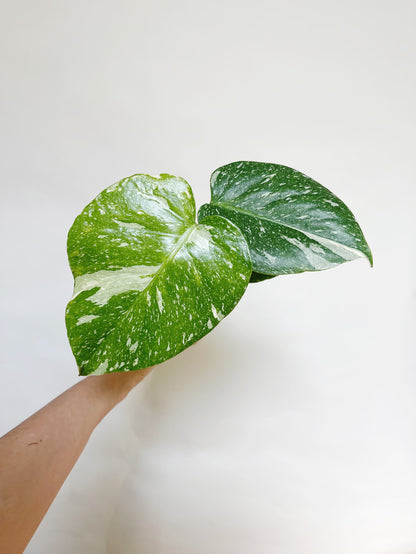 Monstera Deliciosa Thai Constellation 4" Pot Live Rare Plant