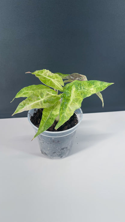 Alocasia Polly Variegated 4” Pot