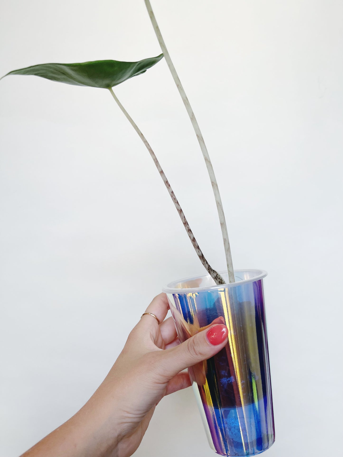 Alocasia Zebrina Starter Plant in self-watering pot