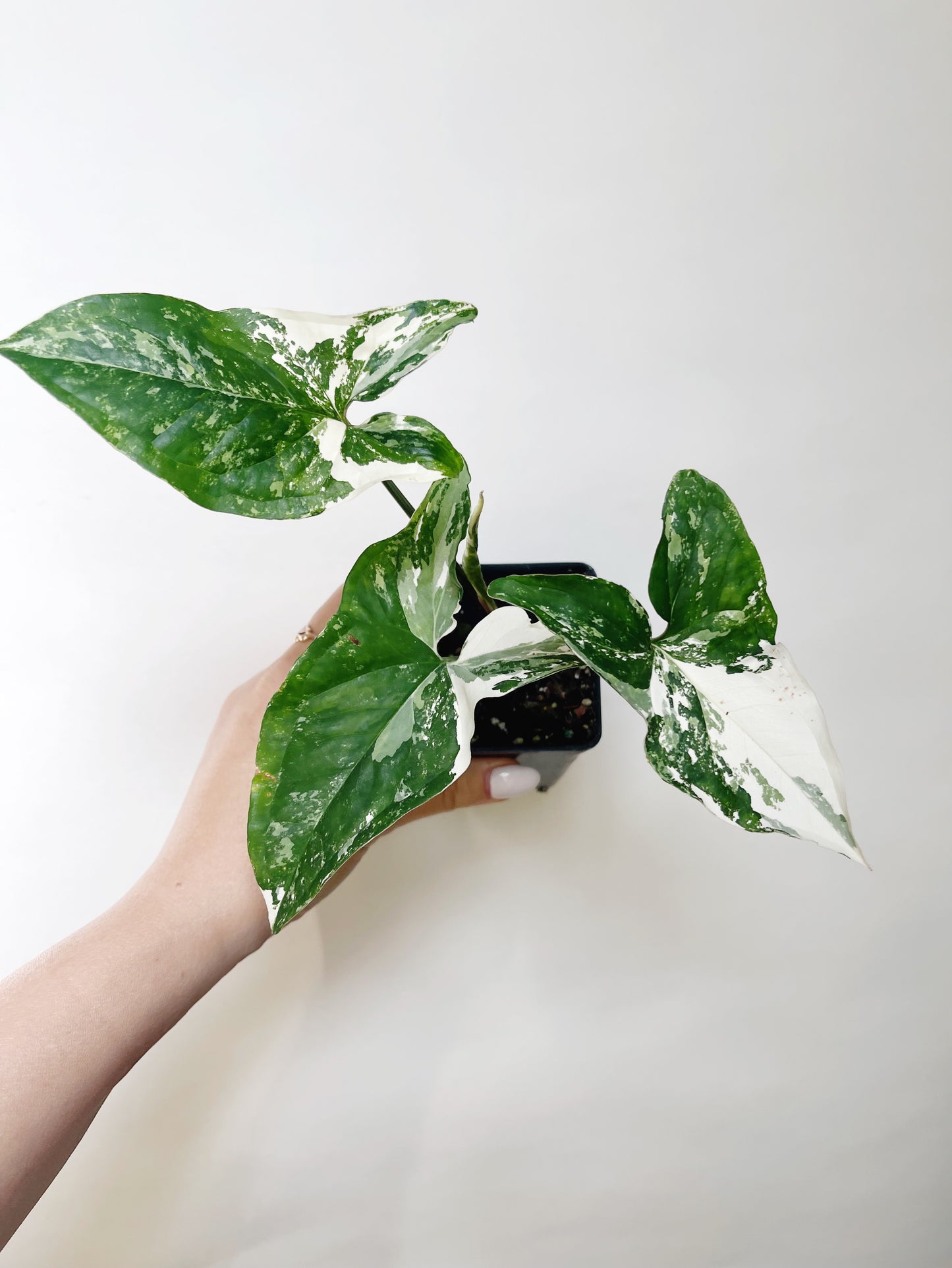 Syngonium Albo 3” Live Plant