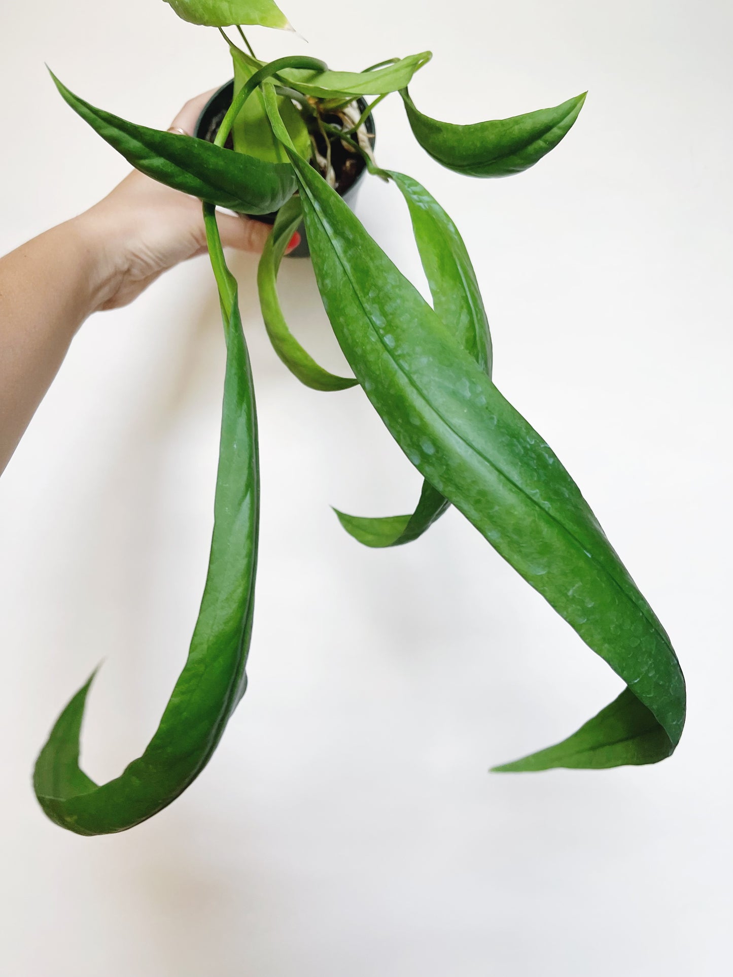 Anthurium Vittariifolium 4.5" Pot