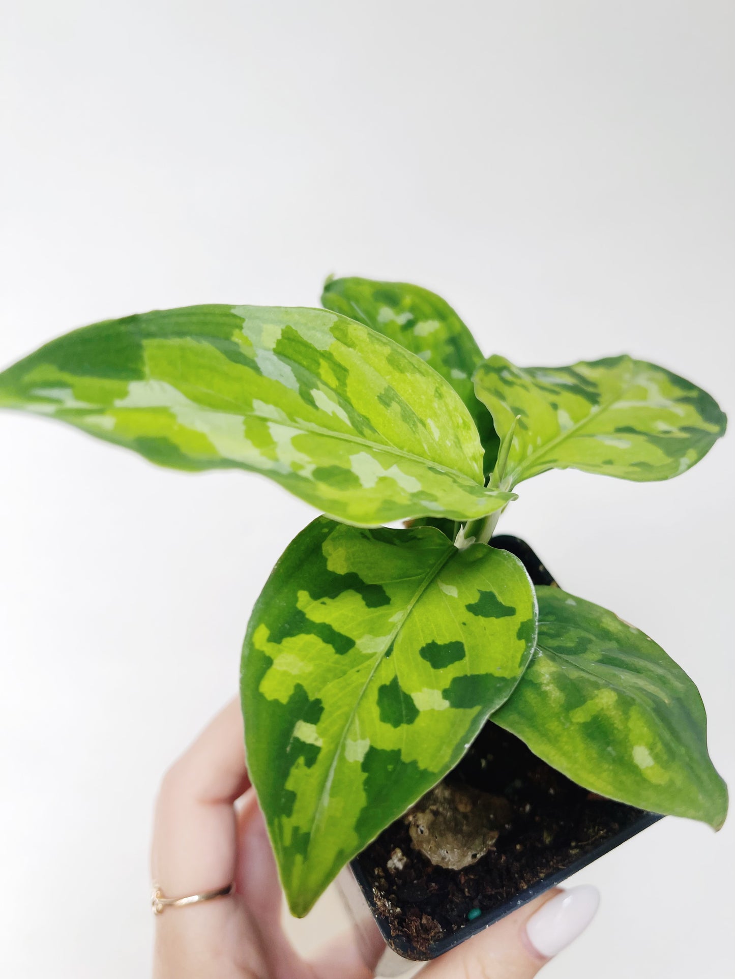 Aglaonema Pictum Tricolor 3” Pot