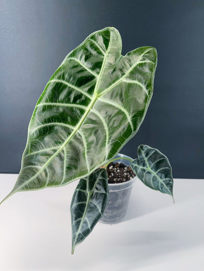 Alocasia Watsoniana 4” Pot