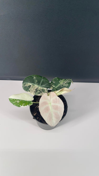 Alocasia Black Velvet Variegated Pink 3” Pot