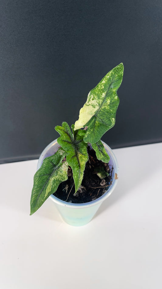 Alocasia Jacklyn Variegated 3” Pot