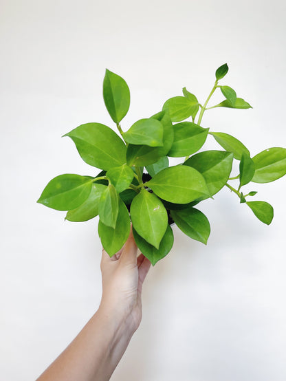 Hoya Pachylada 4" Pot