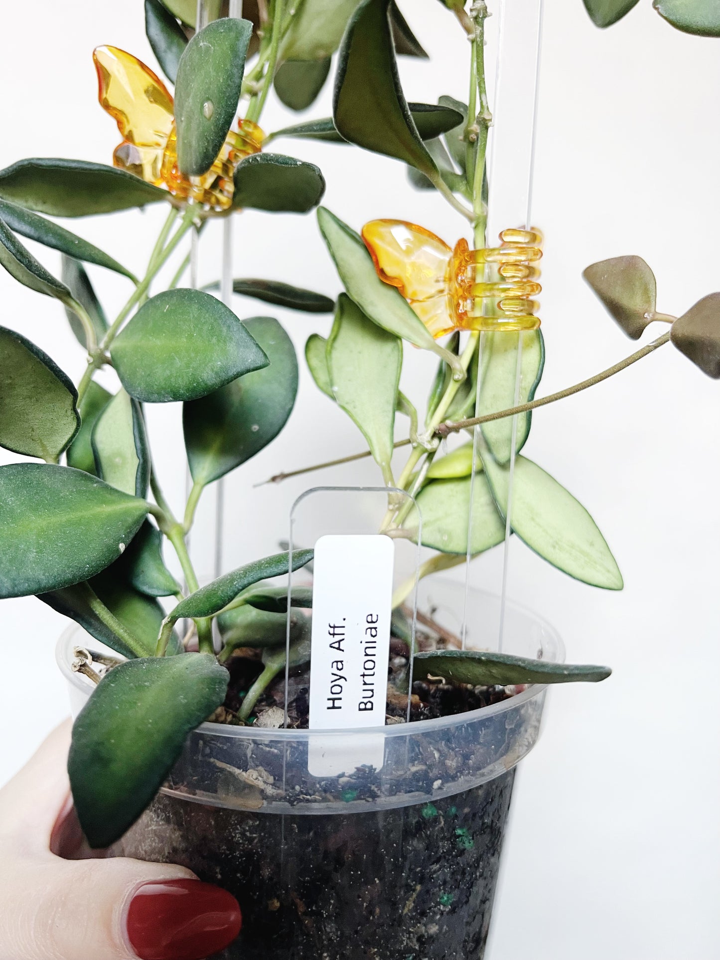 Hoya Burtoniae 4" Pot