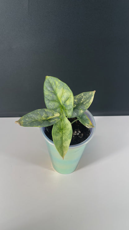 Alocasia Silver Dragon Variegated 3” Pot