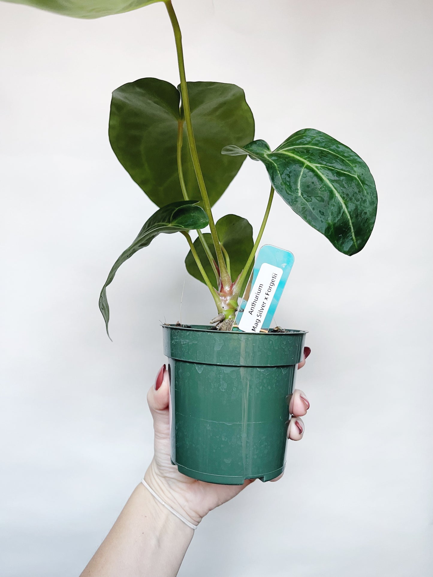 Anthurium Forgetii x Mag Silver 4" Pot