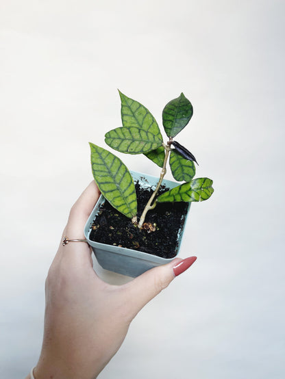 Hoya Callistophylla 3" Pot