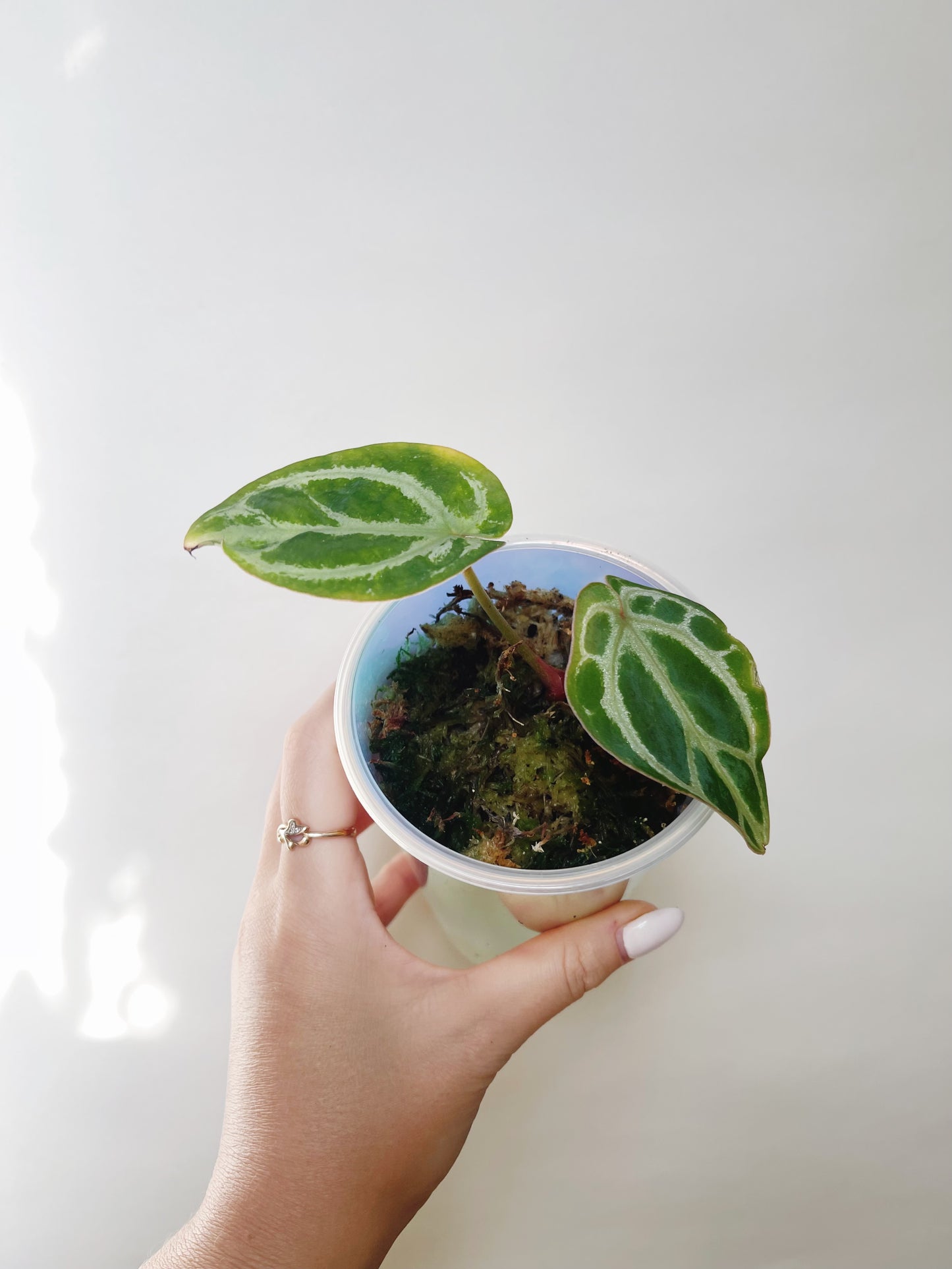 Anthurium Silver Blush (Crystallinum x Dorayaki) Self Watering Pot