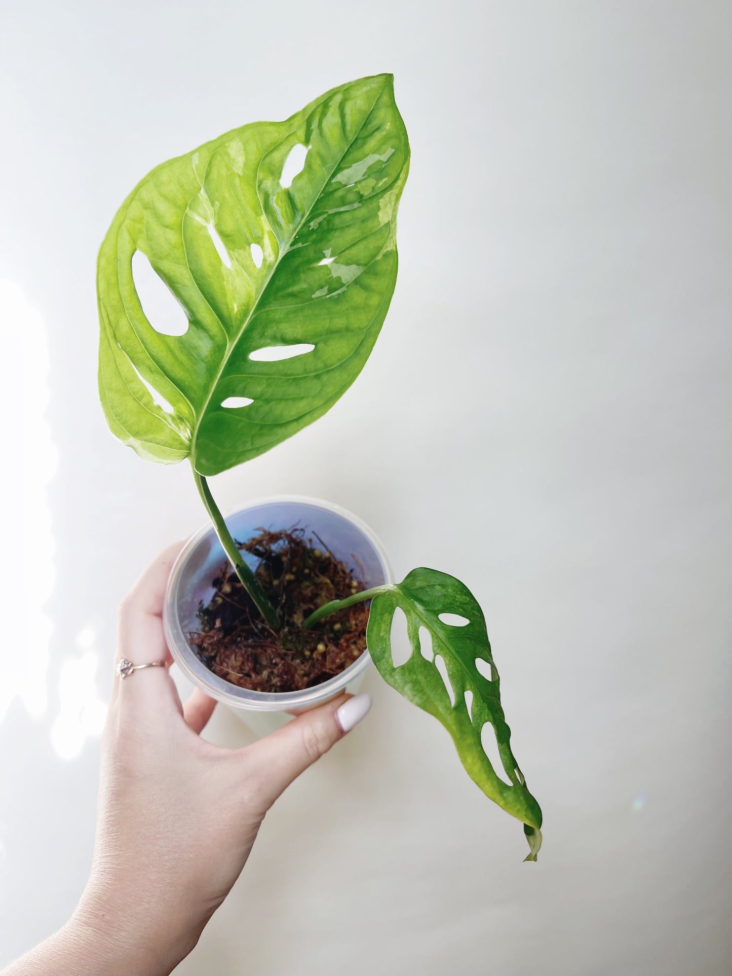 Monstera Adansonii Albo Self Watering Pot