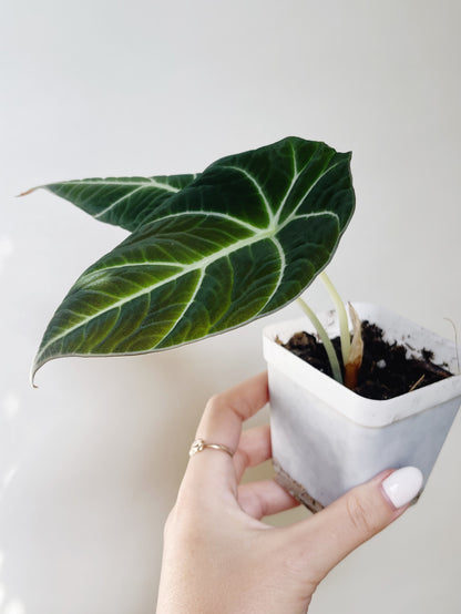 Alocasia Black Velvet Starter Plant 2.5” Pot