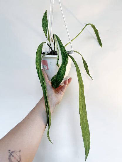 Anthurium Vittariifolium Variegated 4.5" Hanging Pot