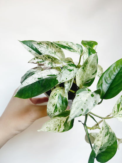 Epipremnum Pinnatum Marble Variegata 3” Pot