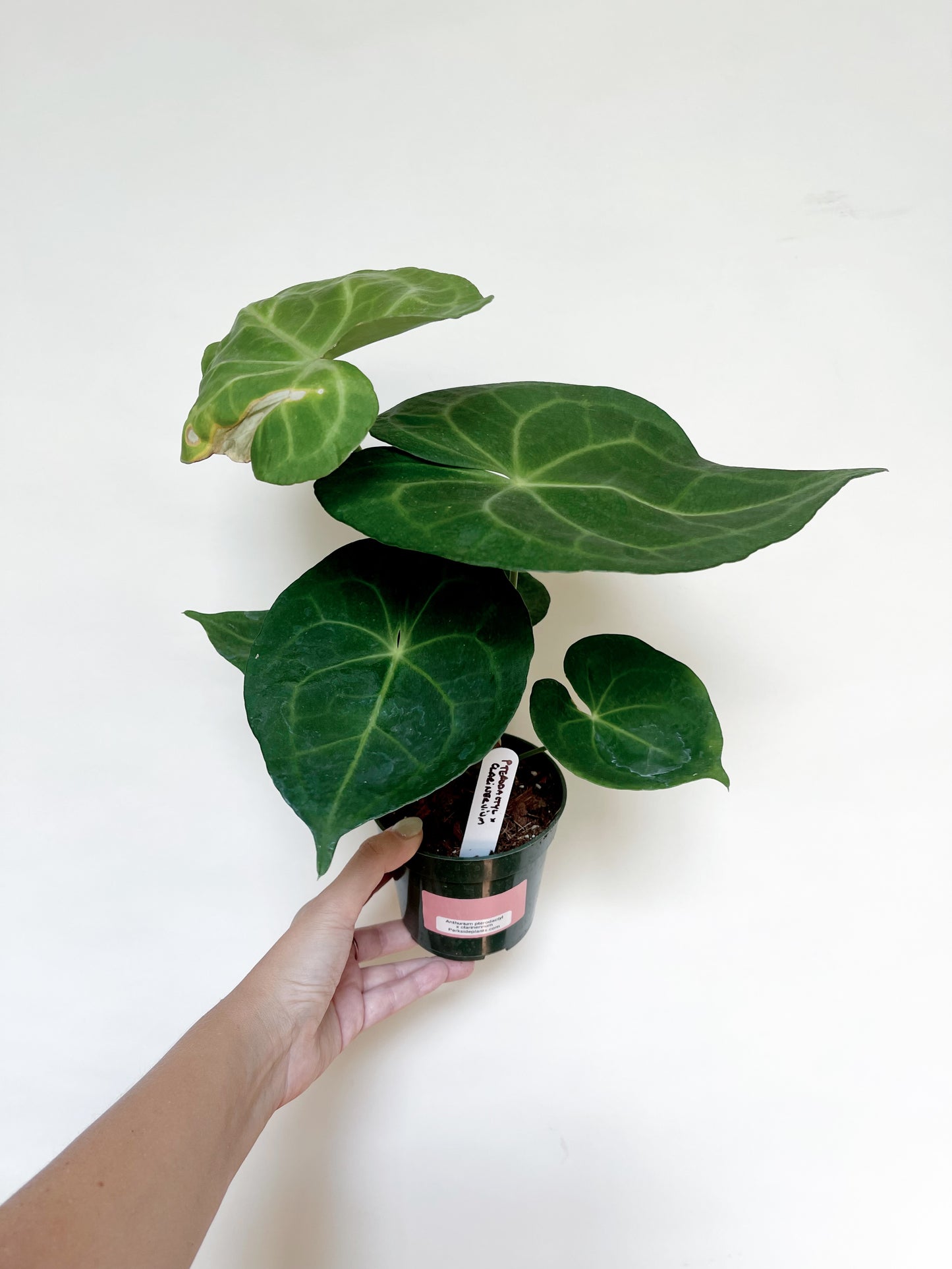 Anthurium Pterodactyl x Clarinervium 4” Pot