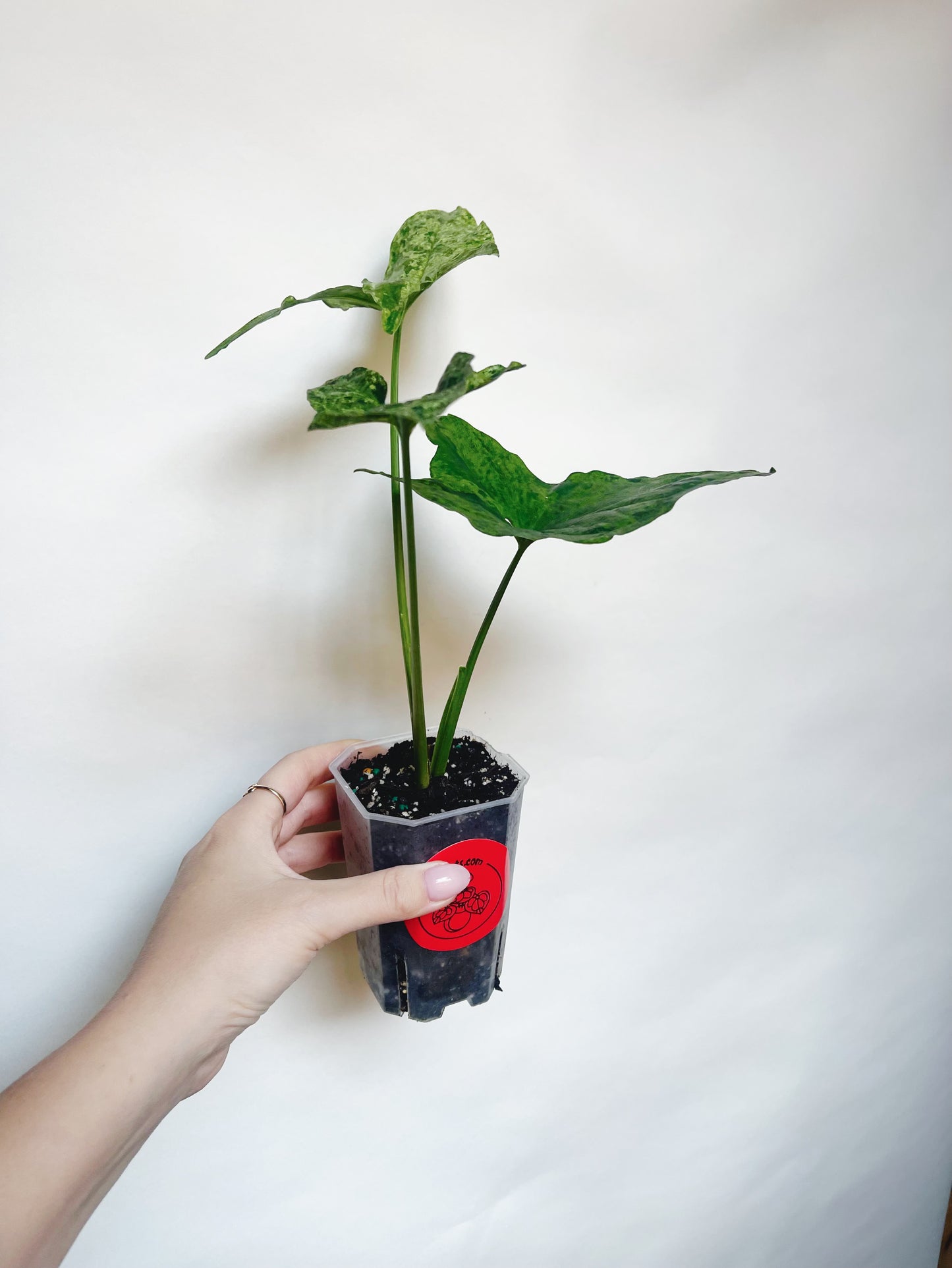 Syngonium Mojito Variegated 3” Live Plant