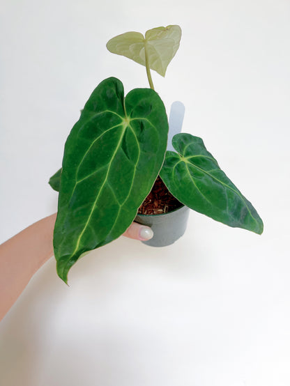 Anthurium Papillilaminum x Carlablackiae 4” Pot