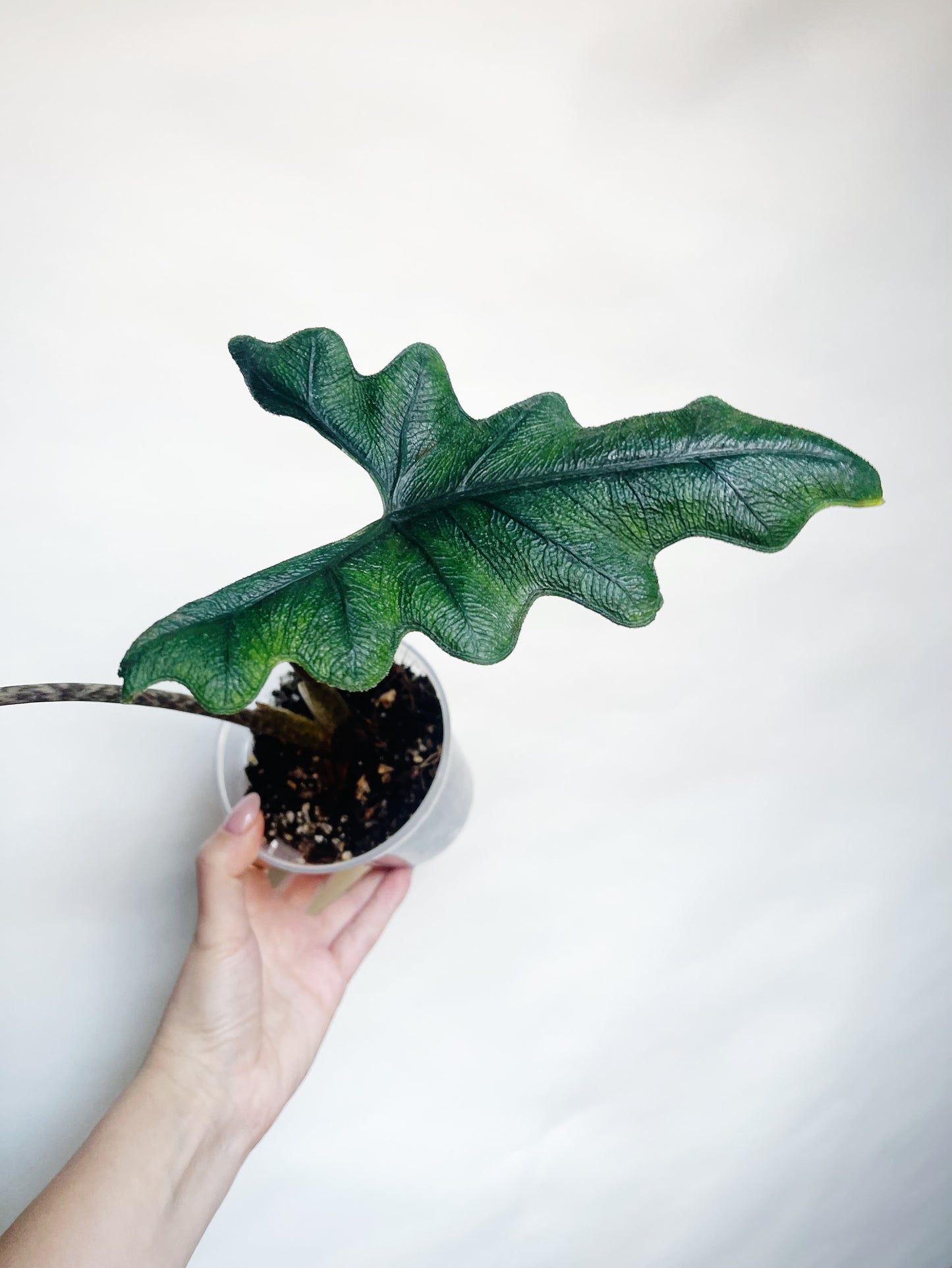 Alocasia Tandurusa Jacklyn Rare Live Plant