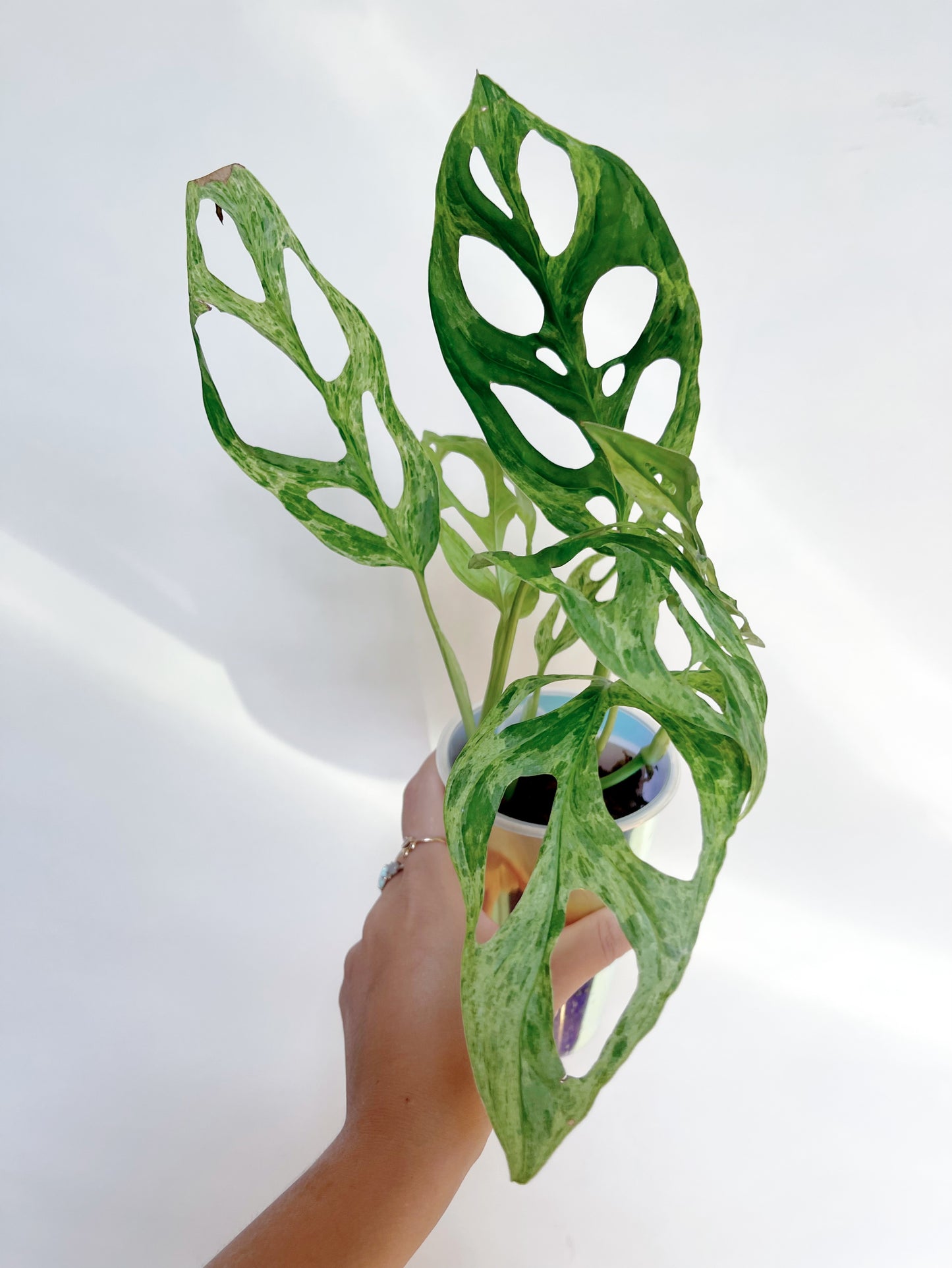 Monstera Adansonii Mint 3” Self Watering Pot