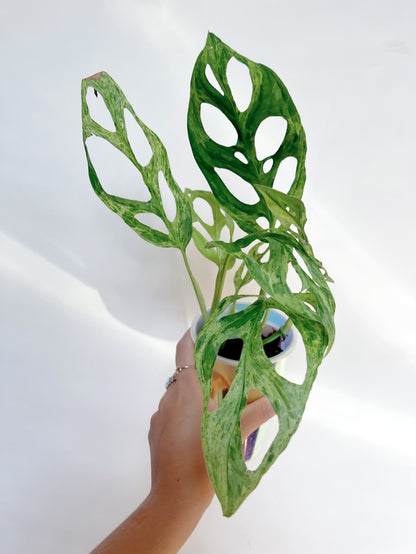 Monstera Adansonii Mint 3” Self Watering Pot