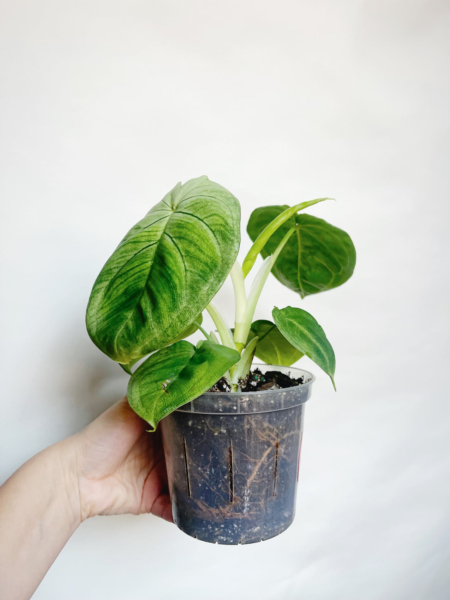 Syngonium Frosted Heart 4.5” Live Plant