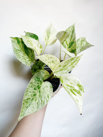 Snow Queen Pothos Live Rare Starter Plant