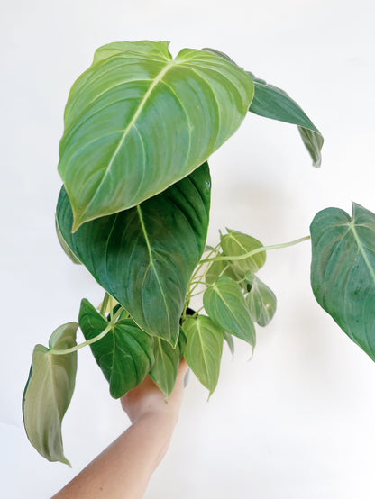 Philodendron Glorious 4" Pot