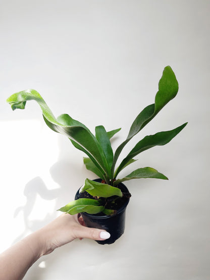 Staghorn Fern Platycerium Bifurcatum 4.5” Pot