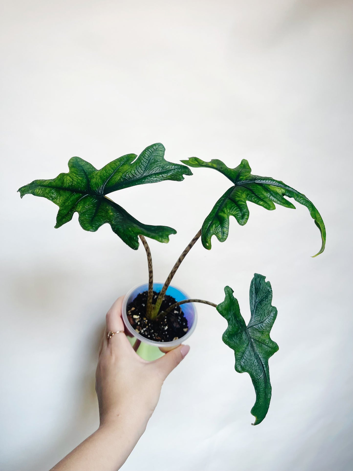 Alocasia Tandurusa Jacklyn Rare Live Plant