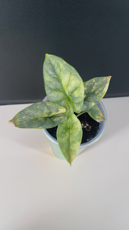 Alocasia Silver Dragon Variegated 3” Pot