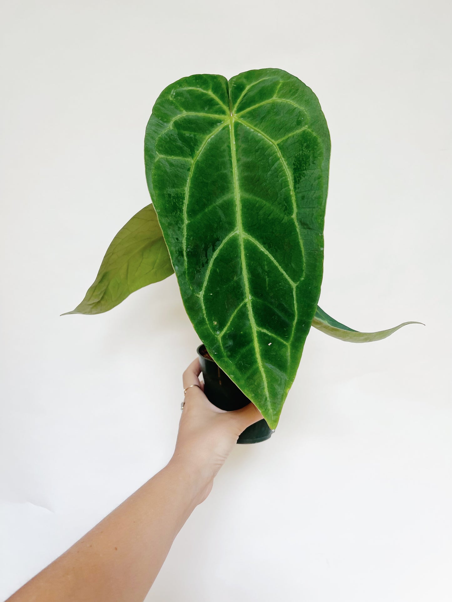Anthurium AOS x Magnificum Silver 4” Pot