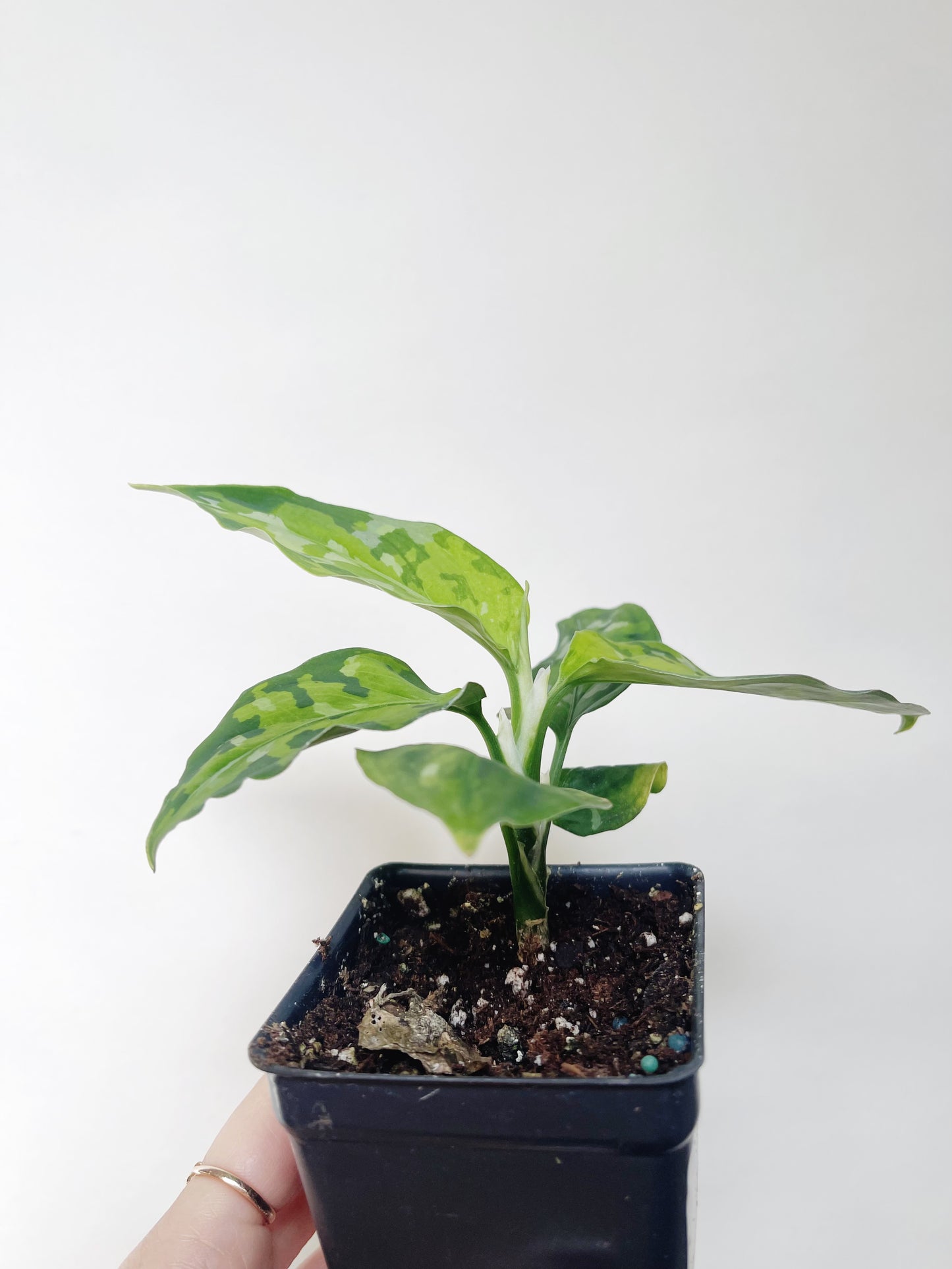 Aglaonema Pictum Tricolor 3” Pot