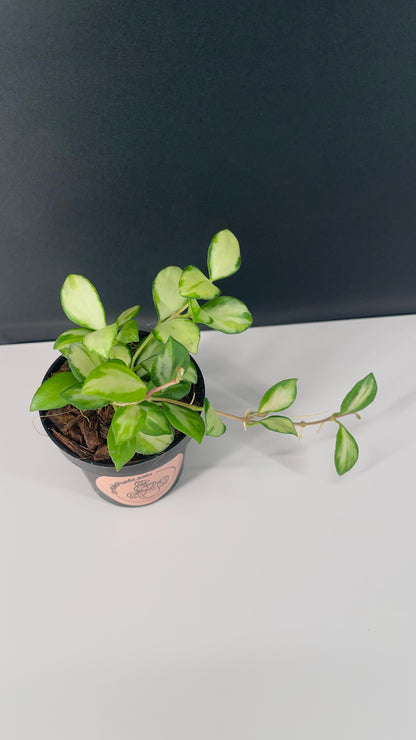 Hoya Heuschkeliana Variegated 3” Pot