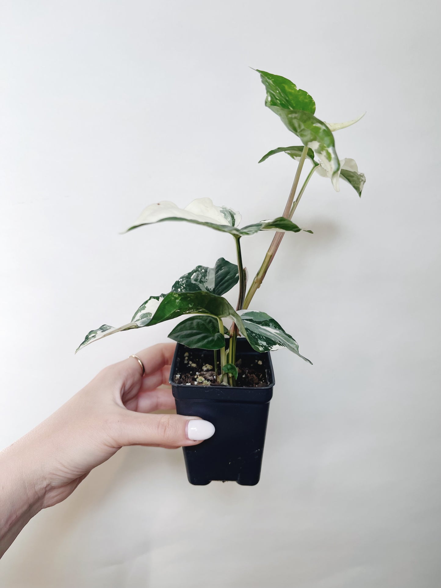 Syngonium Albo 3” Live Plant