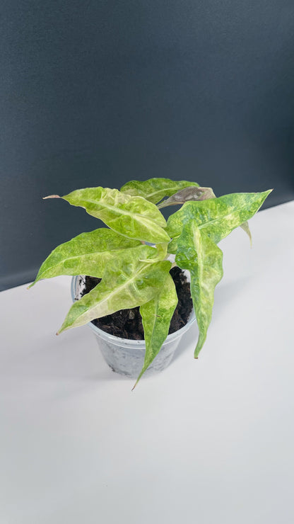 Alocasia Polly Variegated 4” Pot