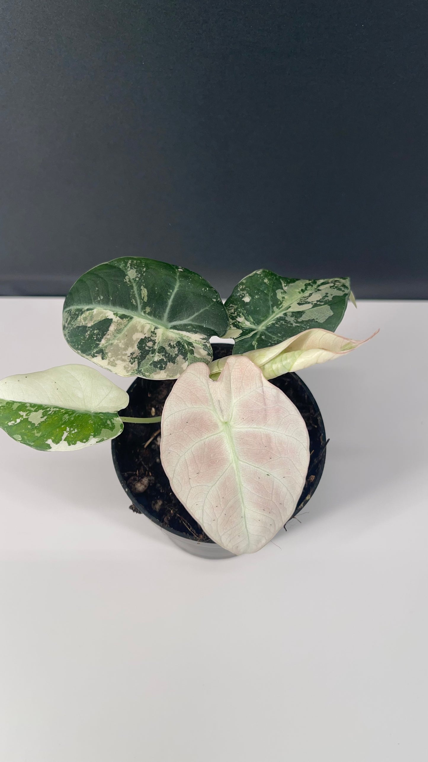 Alocasia Black Velvet Variegated Pink 3” Pot