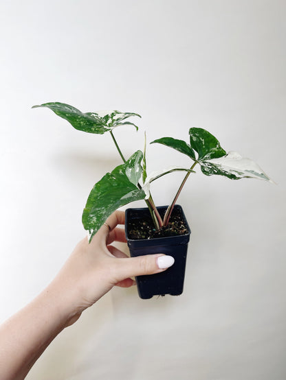 Syngonium Albo 3” Live Plant