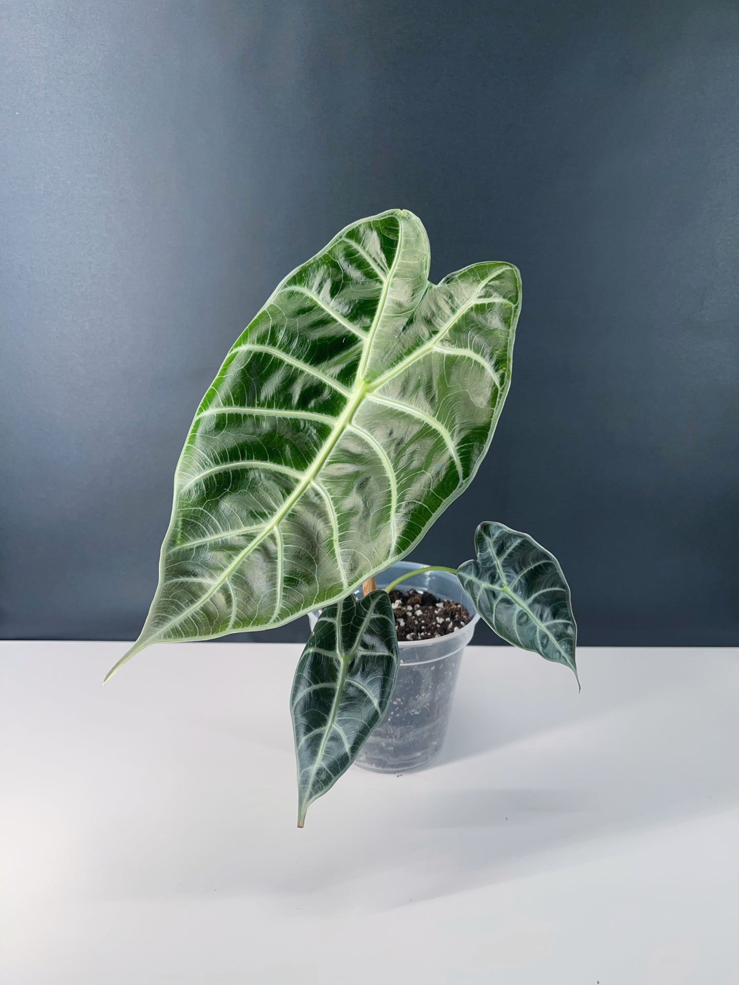 Alocasia Watsoniana 4” Pot