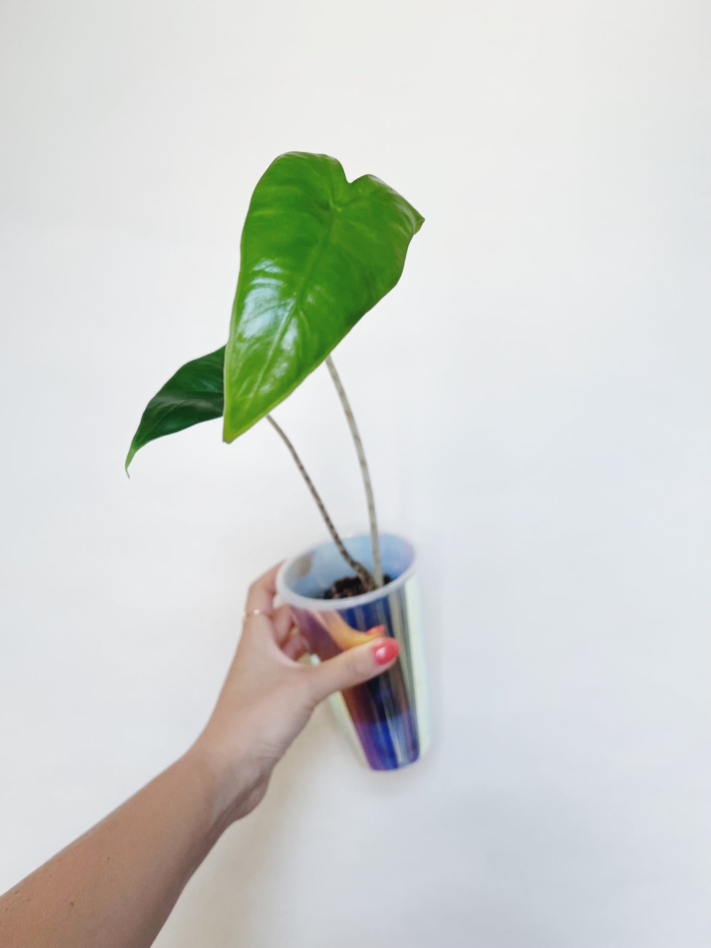 Alocasia Zebrina Starter Plant in self-watering pot