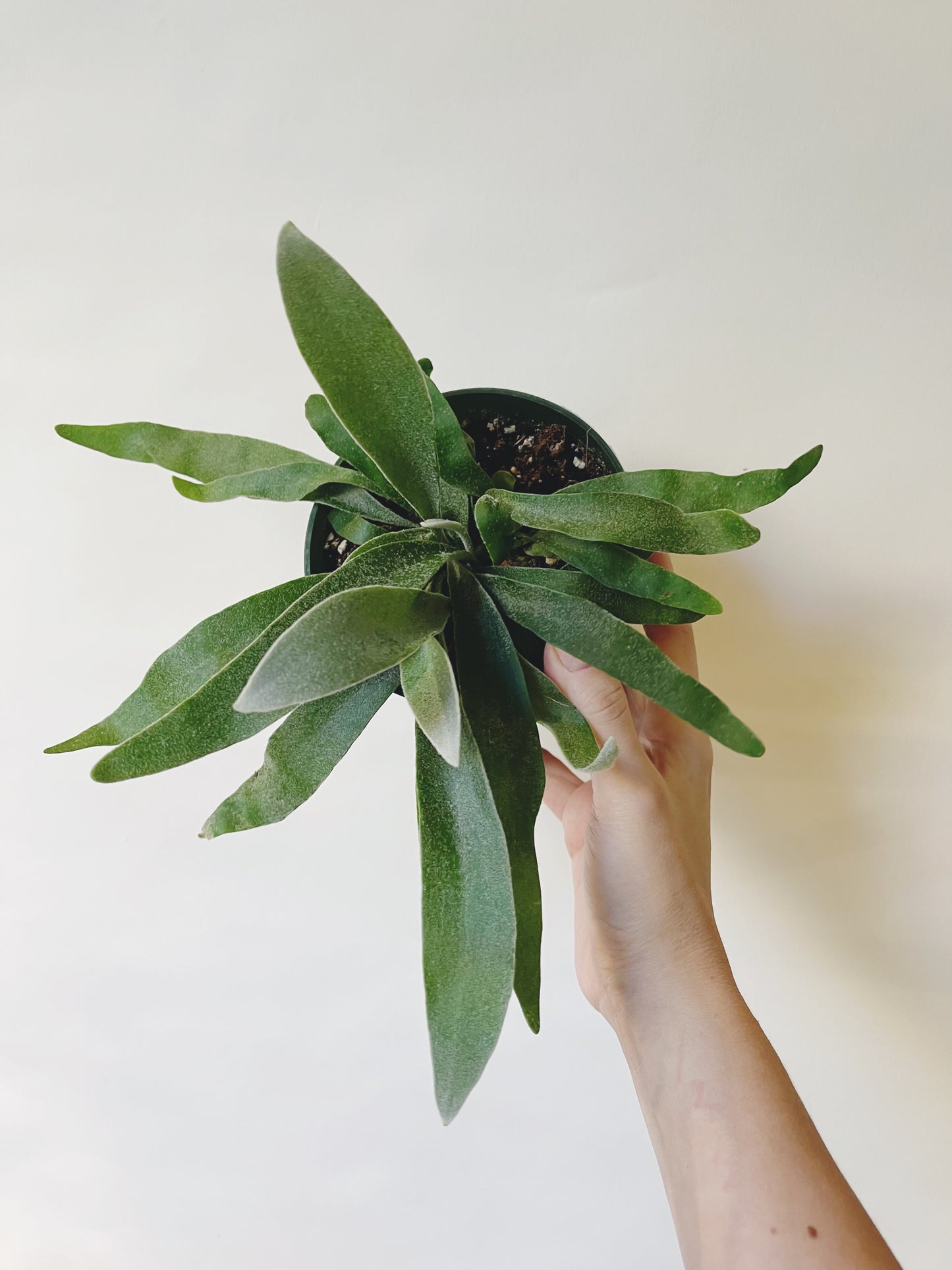 Platycerium Veitchii Silver Staghorn 4.5” Pot