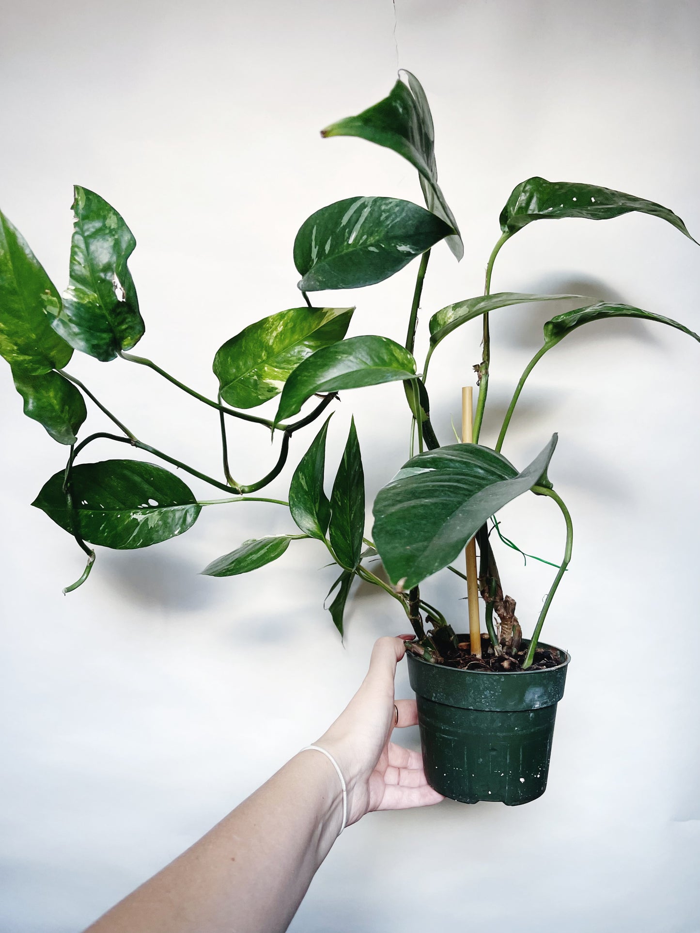 Epipremnum Pinnatum Albo Variegata 4.5” Pot