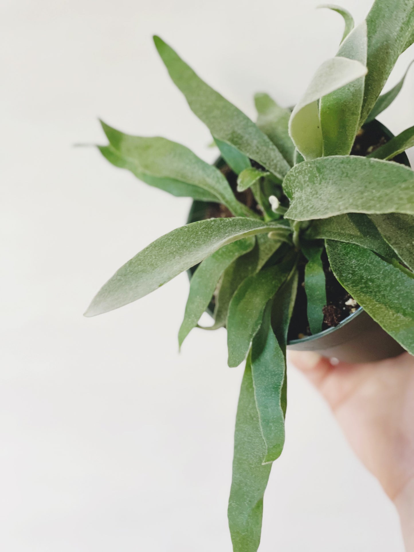 Platycerium Veitchii Silver Staghorn 4.5” Pot