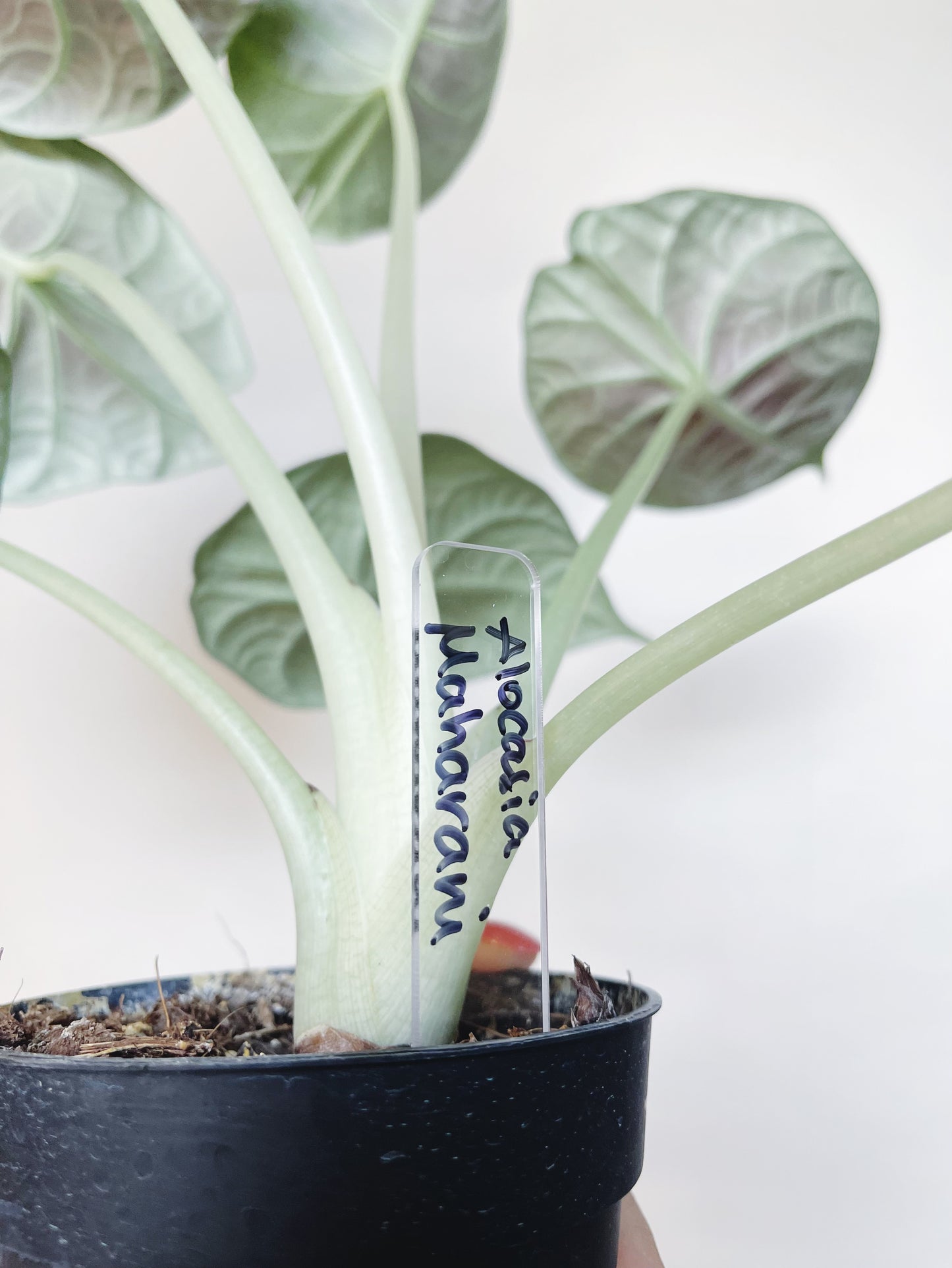 Alocasia Maharani 4.5" Pot