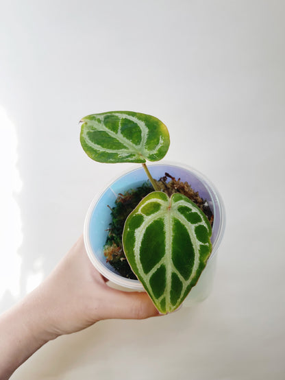 Anthurium Silver Blush (Crystallinum x Dorayaki) Self Watering Pot