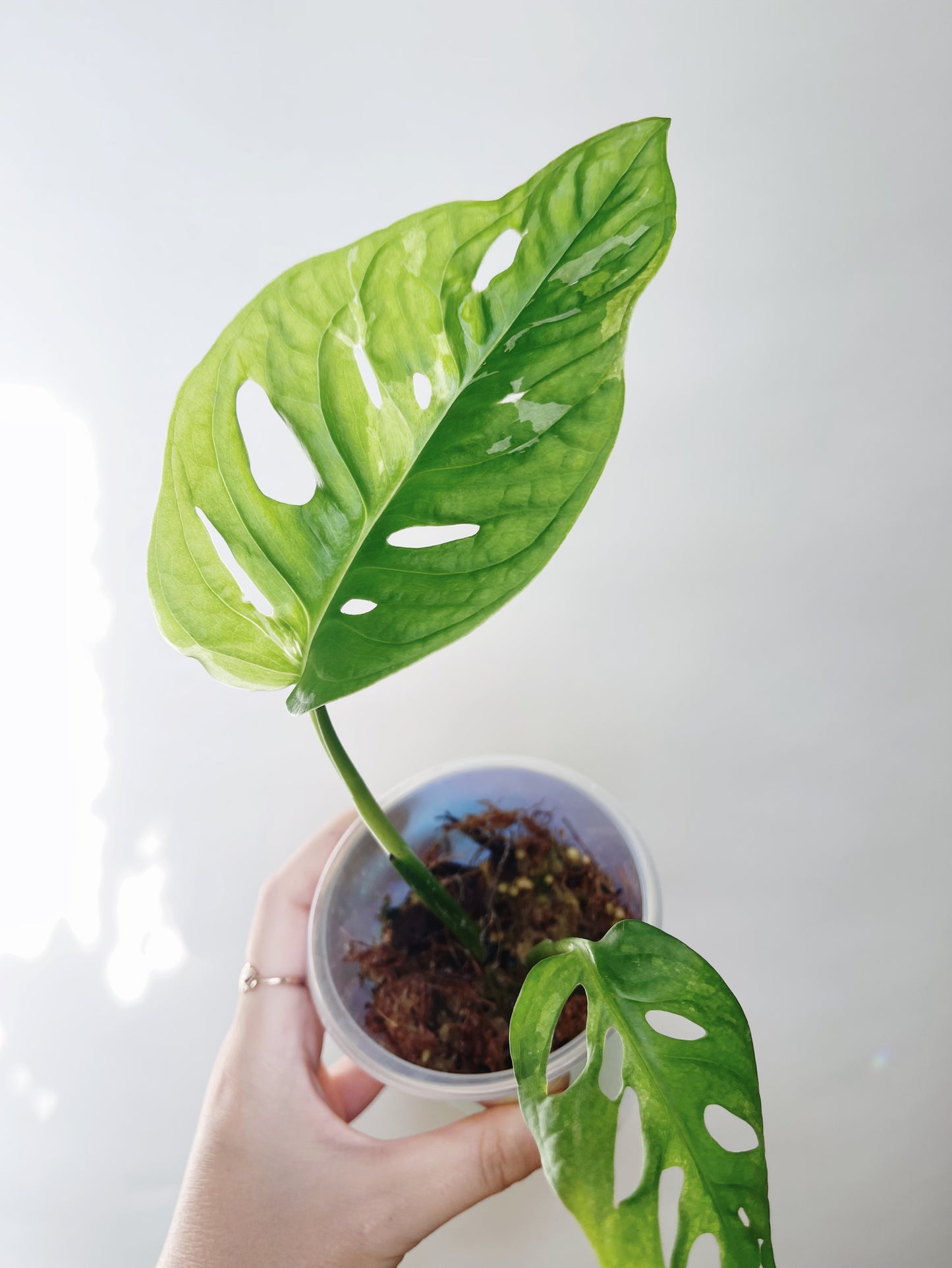 Monstera Adansonii Albo Self Watering Pot